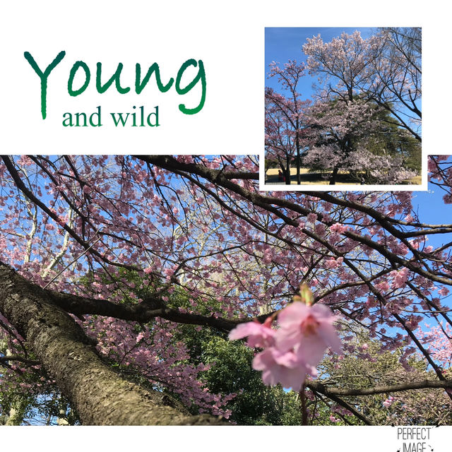 享受初春嘅動人櫻花：新宿御苑