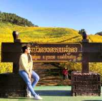 เหลืองอร่ามบานสพรั่ง ทุ่งบัวตองดอยแม่อูคอ
