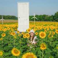 นครสวรรค์ก็มีทุ่งดอกทานตะวันน๊า!! 🌻🌻