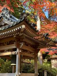 #日本紅葉實況 佐賀県大興善寺超美楓葉🍁