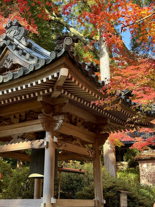 #日本紅葉實況 佐賀県大興善寺超美楓葉🍁