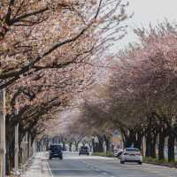 萬壽台噴水公園：平壤的地標性戶外景點