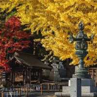 Nanyo Shi Yamagat japan