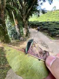 Cameron Highlands with Love!