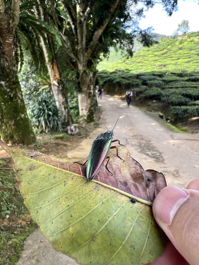 Cameron Highlands with Love!