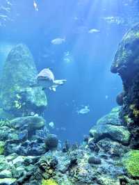 ［田納西旅遊］Tennessee Aquarium-心目中第一名的水族館🐠🦈🪼🐊🦋