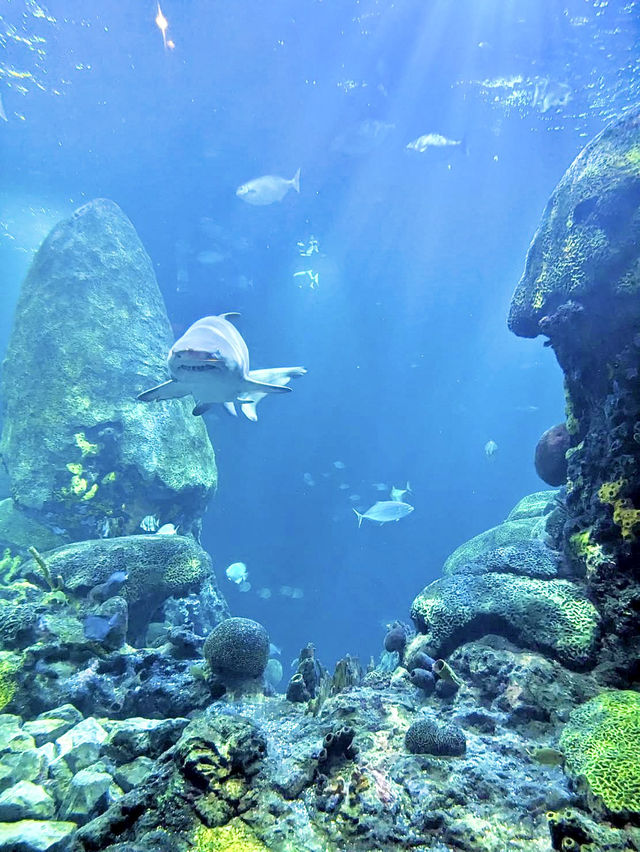 ［田納西旅遊］Tennessee Aquarium-心目中第一名的水族館🐠🦈🪼🐊🦋