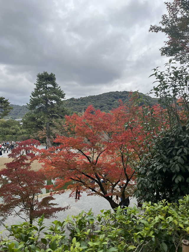 【京都　宇治】紅葉シーズンの平等院