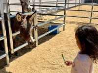 GET WILD AT TTI MINI ZOO | FEED, PLAY, AND EXPLORE IN TERENGGANU