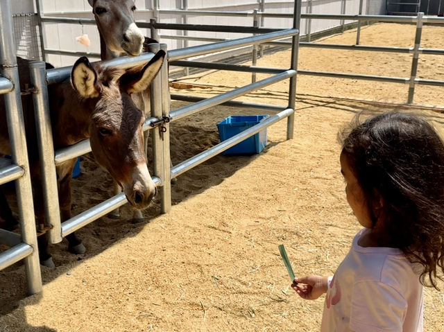 GET WILD AT TTI MINI ZOO | FEED, PLAY, AND EXPLORE IN TERENGGANU