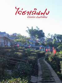 เที่ยวหมู่บ้านรักไทย ต้องมานอนไร่ชา ที่ไร่ชาเฉินฟง