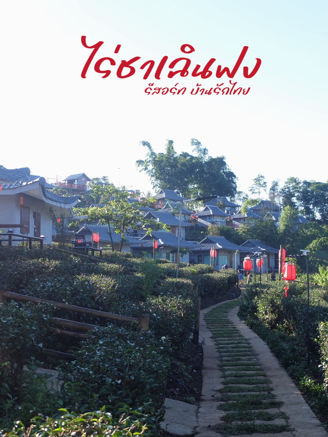 เที่ยวหมู่บ้านรักไทย ต้องมานอนไร่ชา ที่ไร่ชาเฉินฟง