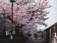 春の隅田川🌸桜並木と東京の風景を楽しむひととき
