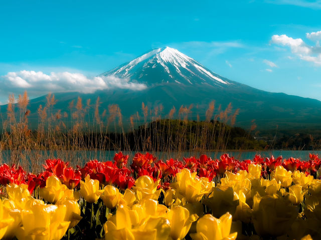 Hiking Around Lake Kawaguchiko: A Scenic Mount Fuji Escape