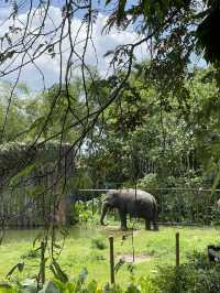 Zoo Negara Malaysia: A Wildlife Adventure Awaits! 🦁🐯