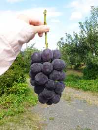 【福島】秋の味覚を堪能🍇果物王国の魅力