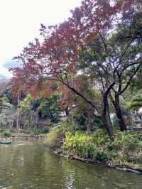 🏝️😎如熱帶雨林般的「城門谷公園」｜香港賞花拍照好地方🔥🏞️