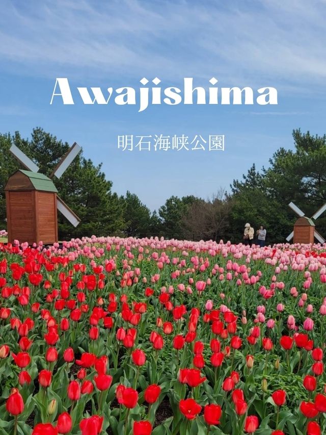 【カラフルなチューリップ🌷の絨毯がみれる！】