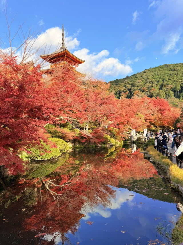 京都｜秋楓春櫻冬雪 京都必訪清水寺