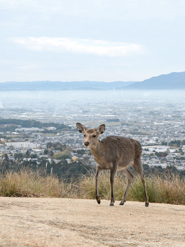 【奈良】気軽に登れて絶景！若草山