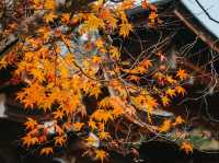  Jingo-ji 