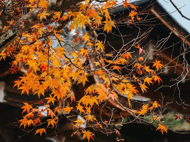  Jingo-ji 