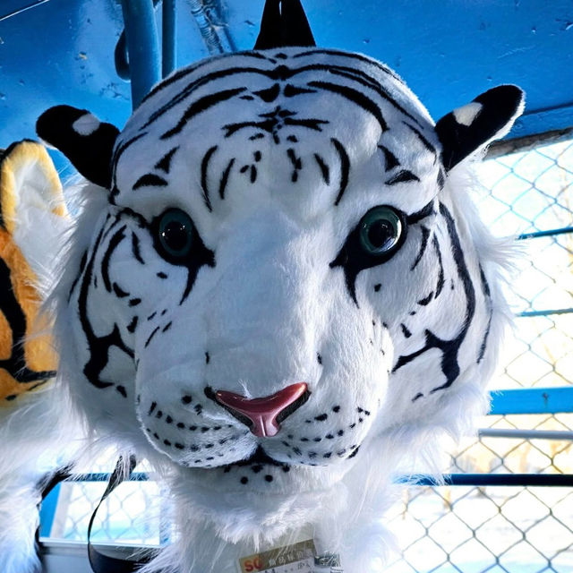 Roaring Adventure at Siberian Tiger Park, Harbin 🐅