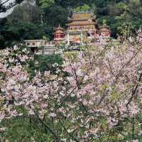 台北｜指南宮櫻花盛開，美不勝收