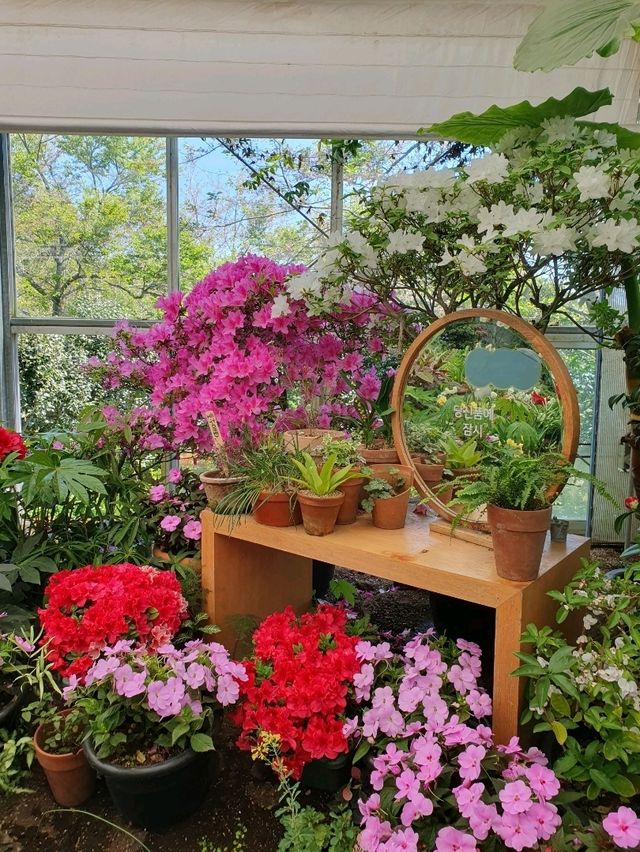 🌺 제주 카멜리아힐, 사계절 꽃과 함께하는 힐링 포토스팟