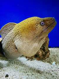 Dive into History at Labuan Marine Museum