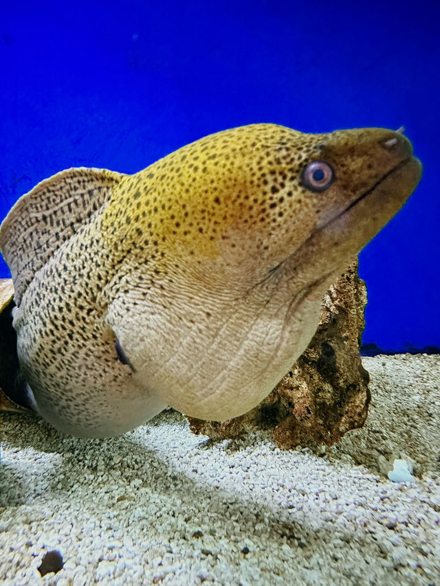 Dive into History at Labuan Marine Museum