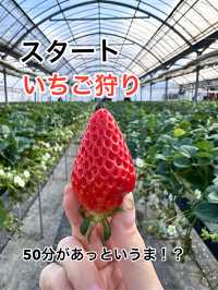 【京都】50分間食べ放題春先取りのいちごがりスポット