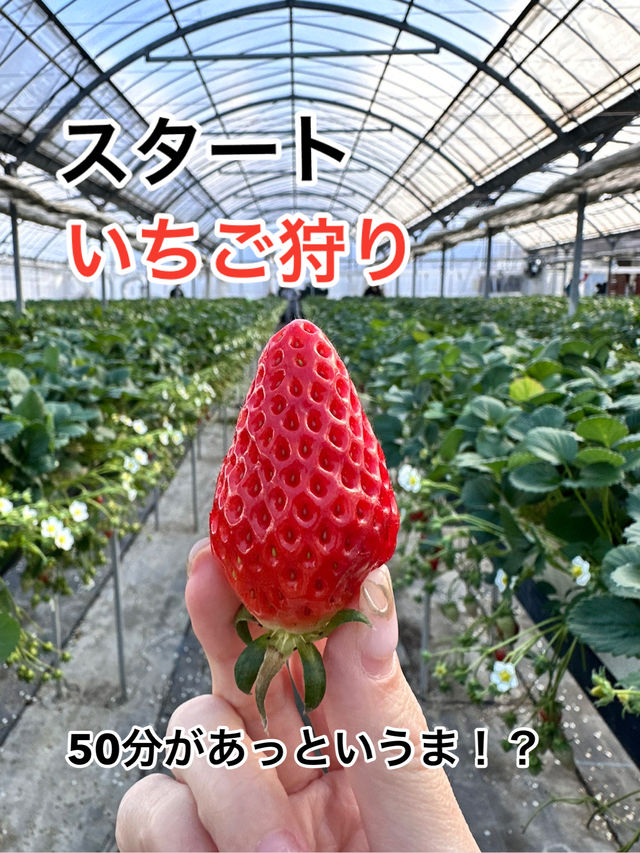 【京都】50分間食べ放題春先取りのいちごがりスポット