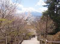  東京至淺間公園之旅：富士山與櫻花的完美配合