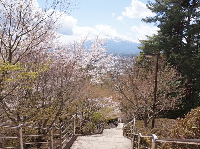  東京至淺間公園之旅：富士山與櫻花的完美配合