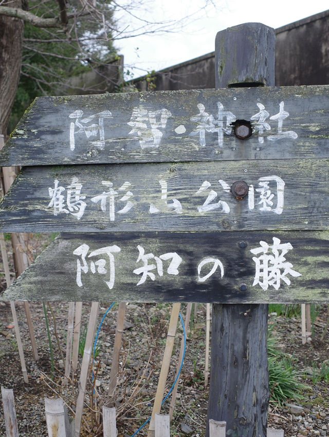 【大阪】倉敷觀光😎 限定粉色達摩和花纏守😍