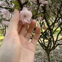 比日本櫻花更美🌸🌸武漢小眾賞櫻地點🤫