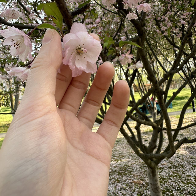 比日本櫻花更美🌸🌸武漢小眾賞櫻地點🤫