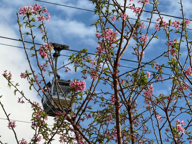 櫻花天堂