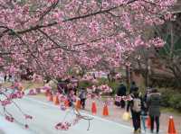 台中🌸 武陵農場櫻花，粉色浪漫爆擊！🌸 漫步花海，捕捉最美瞬間！📸💖