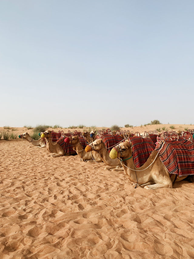 Beyond the Dunes: A Platinum Heritage Desert Adventure Like No Other 