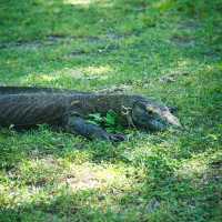 Komodo National Park