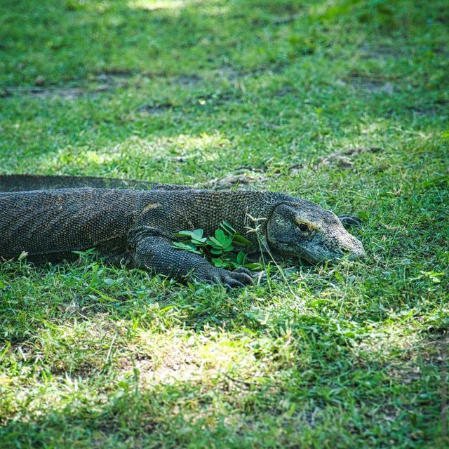 Komodo National Park