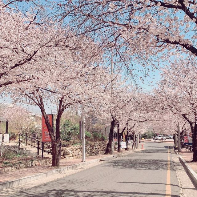 Daegu's cherry blossom Cafe