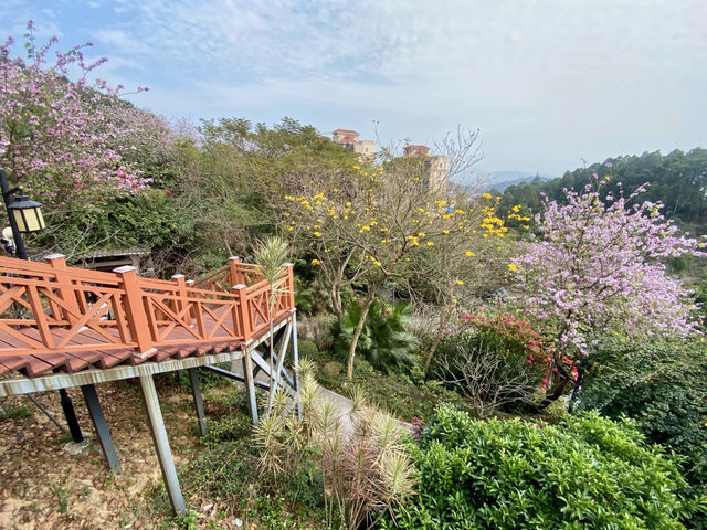 ✨深圳華英路景觀公園🌸赤灣櫻花園