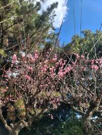 熊本水前寺成趣園昂、出水神社，寧靜美，還有喝了會長壽的水！！