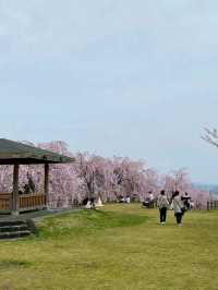 桜が有名なお花見スポット