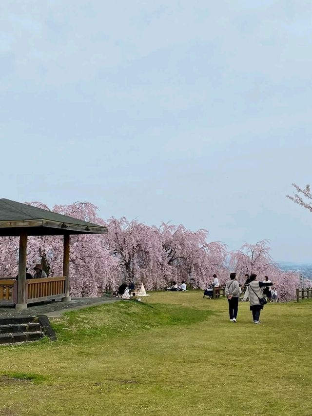 桜が有名なお花見スポット