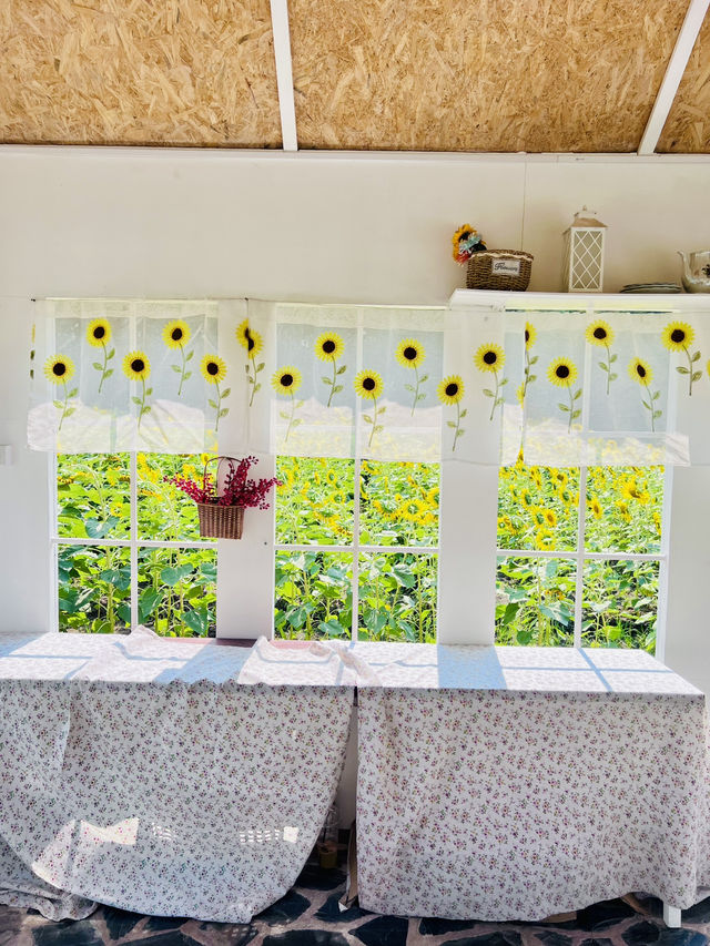 🌻ทุ่งทานตะวัน บ้านไร่นายรุ่ง🌻