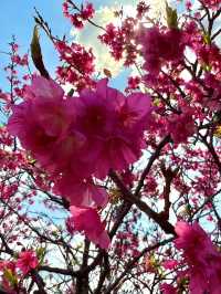 🌸 **漫湖公園（古波藏側）櫻花觀賞遊覽分享** 🌸